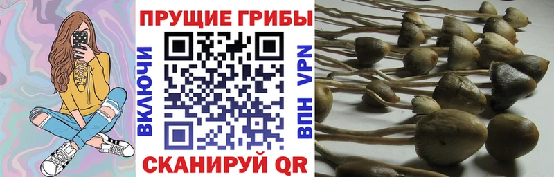 Галлюциногенные грибы GOLDEN TEACHER  магазин  наркотиков  Вяземский 